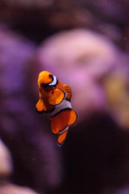 Foto nahaufnahme von clownfischen, die unter wasser schwimmen