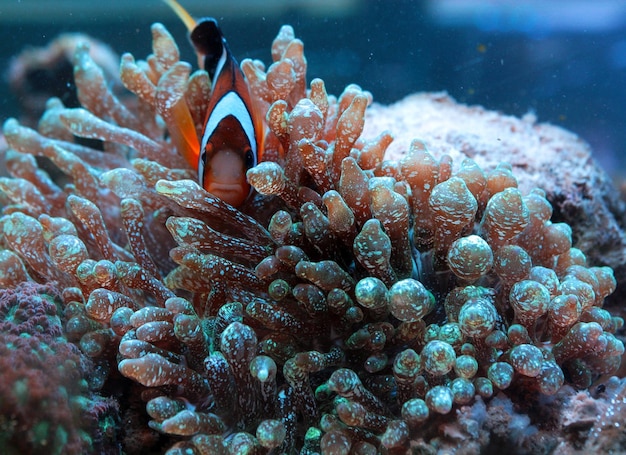 Nahaufnahme von Clownfischen im Aquarium