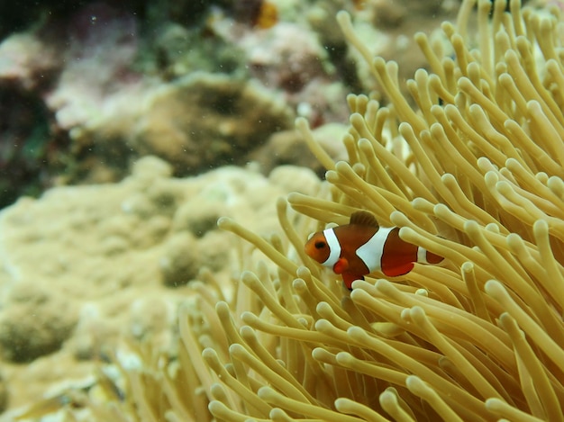 Nahaufnahme von Clownfischen und Seeanemonen unter Wasser