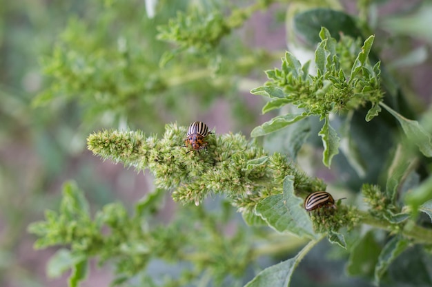 Nahaufnahme von Colorado Potato Striped Beetle - Leptinotarsa Decemlineata, ernsthafte Pest von Kartoffelpflanzen