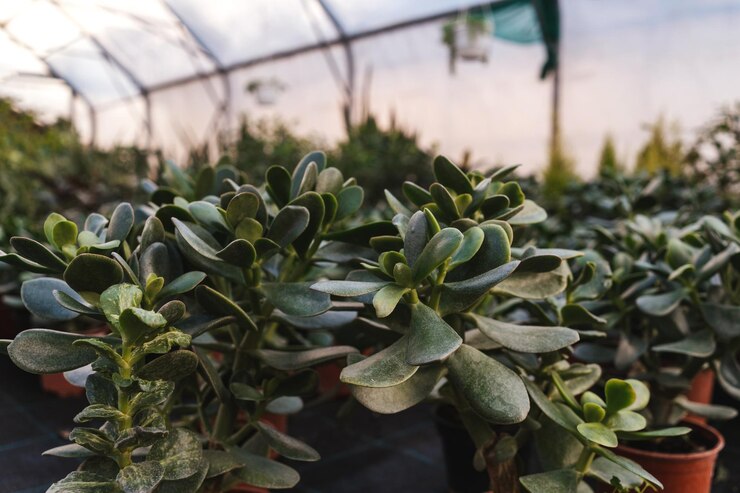 Foto nahaufnahme von crassula von oben