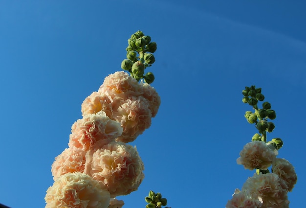 Nahaufnahme von cremefarbenen Malvenblüten gegen den Himmel