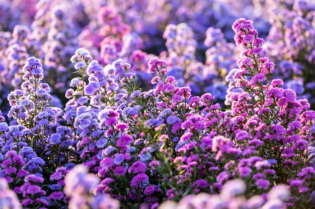 Nahaufnahme von Cutter Feldblumen blühen