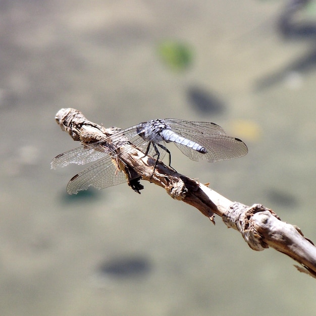 Foto nahaufnahme von damselfly auf dem stamm