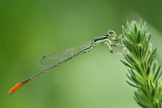 Foto nahaufnahme von damselfly auf der pflanze