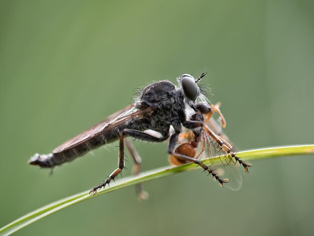 Foto nahaufnahme von damselfly auf der pflanze