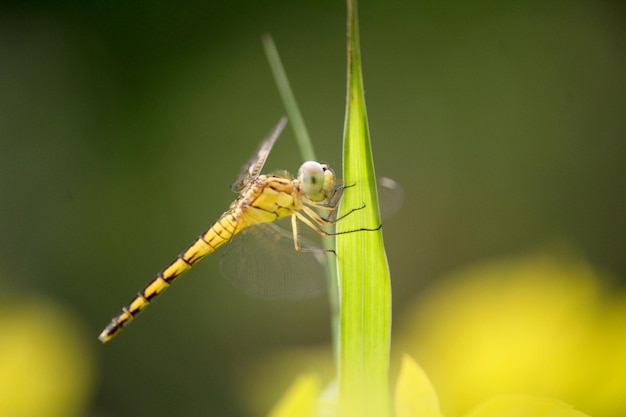 Nahaufnahme von Damselfly auf der Pflanze