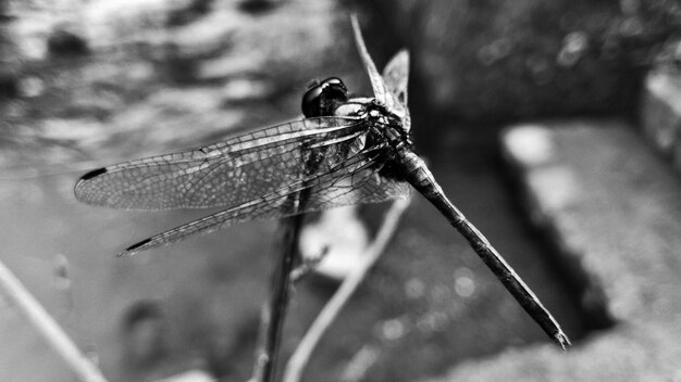 Foto nahaufnahme von damselfly auf der pflanze