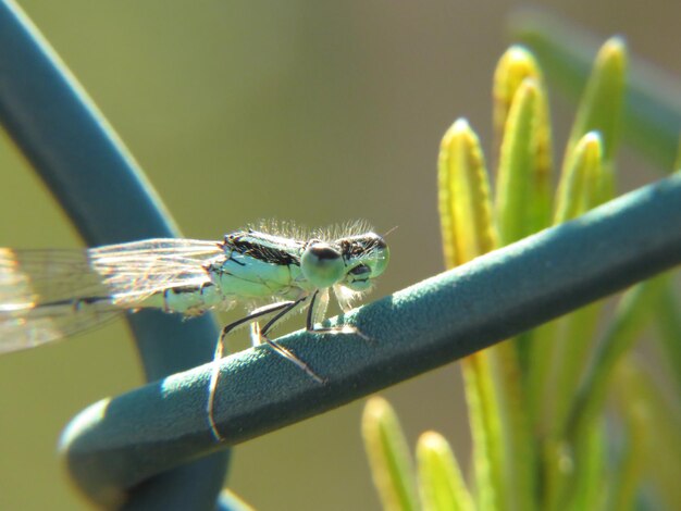 Nahaufnahme von Damselfly auf der Pflanze