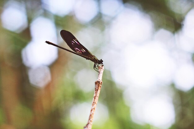 Foto nahaufnahme von damselfly im freien