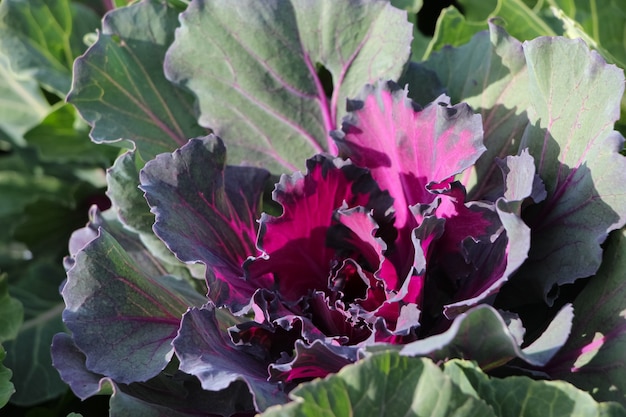 Nahaufnahme von dekorativen Rotkohl Blätter Kale Nagoya Red im Sonnenlicht