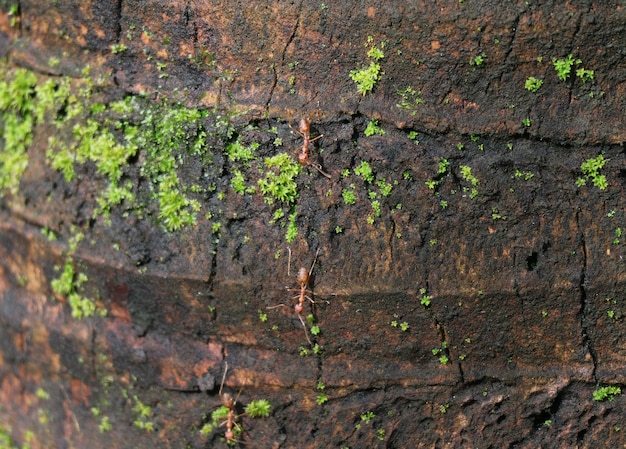 Nahaufnahme von den beschäftigten Ameisen, die auf dem rauen Kokosnuss-Baum-Stamm, Thailand klettern