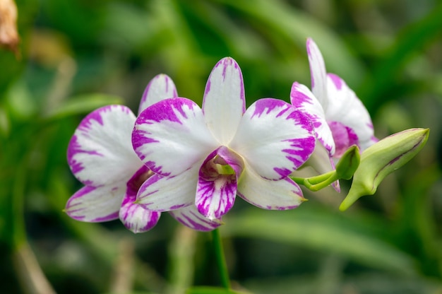 Nahaufnahme von Dendrobium enobi Orchidee im Kinderzimmer