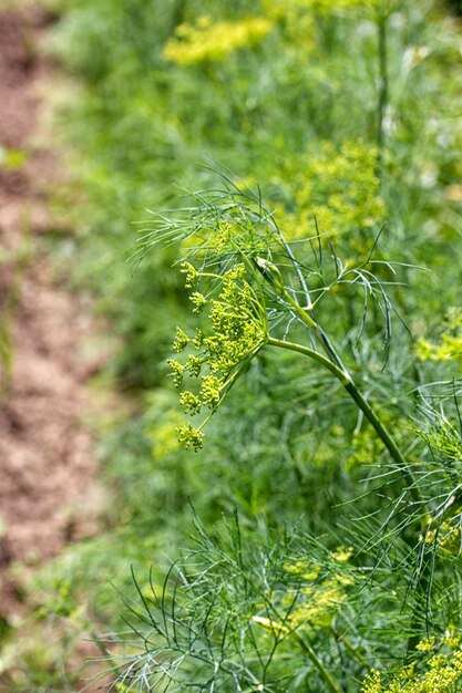 Nahaufnahme von Dill