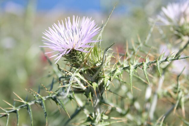 Foto nahaufnahme von distel auf dem feld