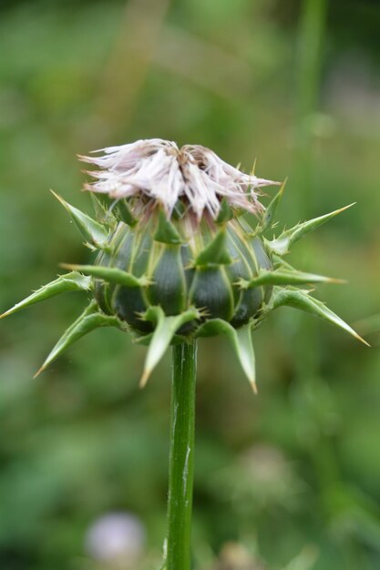 Nahaufnahme von Distel auf dem Feld