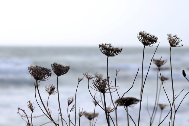 Foto nahaufnahme von distel gegen den himmel