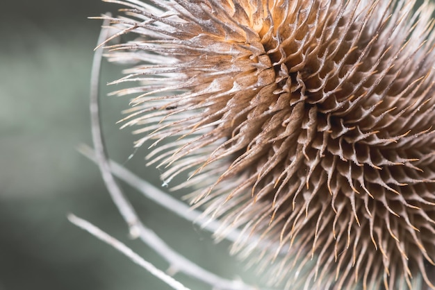 Foto nahaufnahme von distel