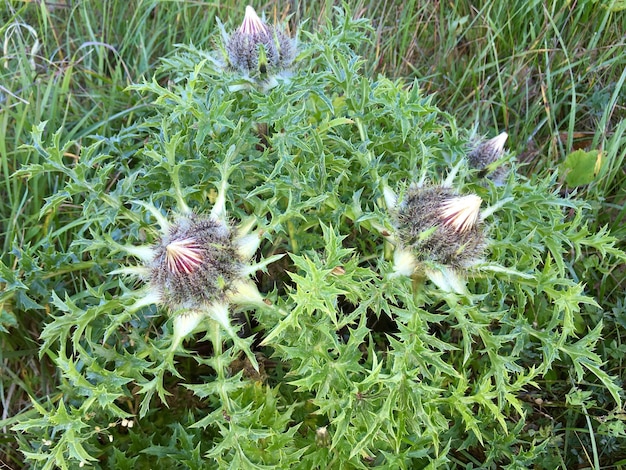 Foto nahaufnahme von distelblüten