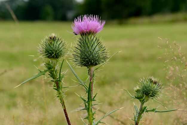 Foto nahaufnahme von distelblumen auf dem feld