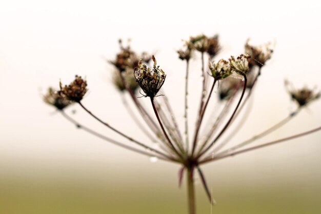 Foto nahaufnahme von distelblumen