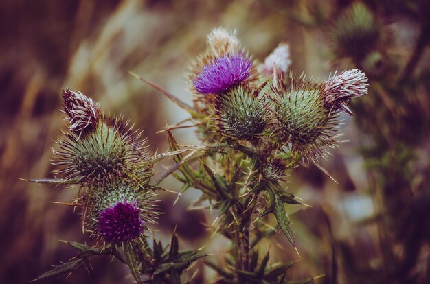 Foto nahaufnahme von distelblumen