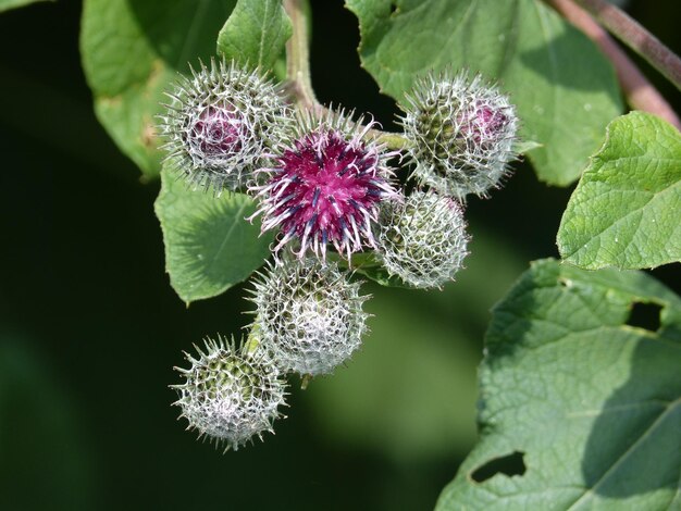 Foto nahaufnahme von distelblumen