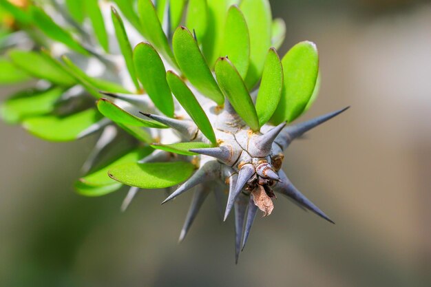 Foto nahaufnahme von dornen auf einer sukkulentenpflanze