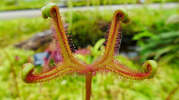 Foto nahaufnahme von drosera capensis, die auf dem feld wächst