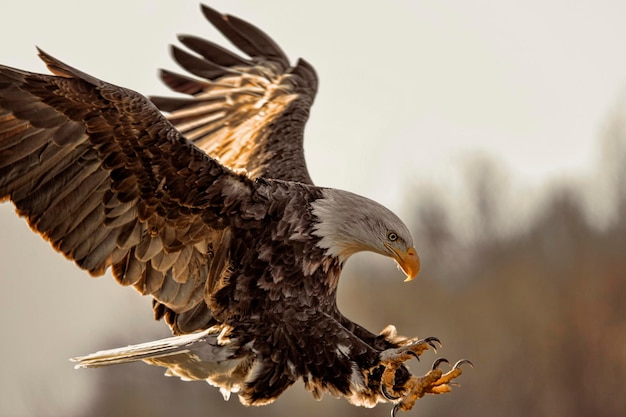 Nahaufnahme von Eagle bei der Landung