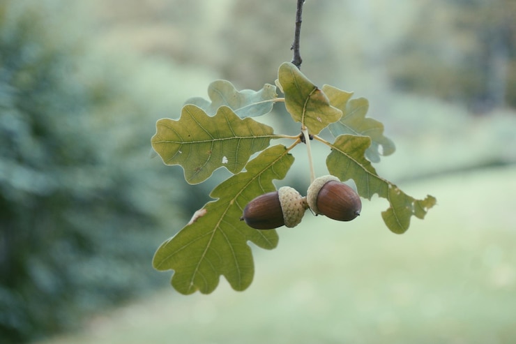 Foto nahaufnahme von eicheln auf dem baum im herbst