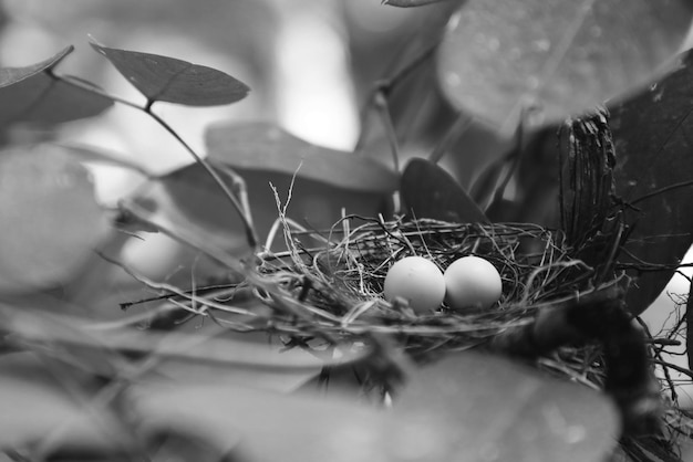 Foto nahaufnahme von eiern im nest