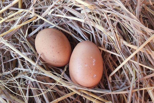 Nahaufnahme von Eiern im Nest