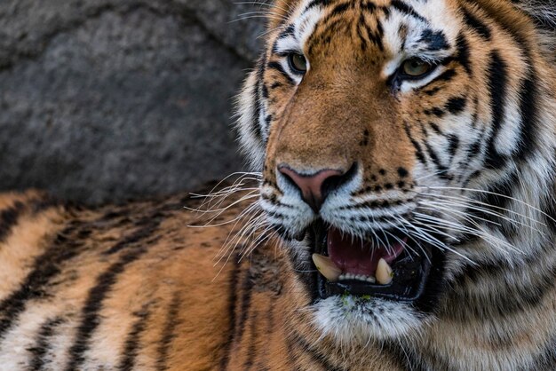 Foto nahaufnahme von einem brüllenden tiger im zoo