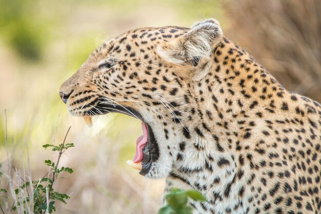 Foto nahaufnahme von einem gähnenden leoparden