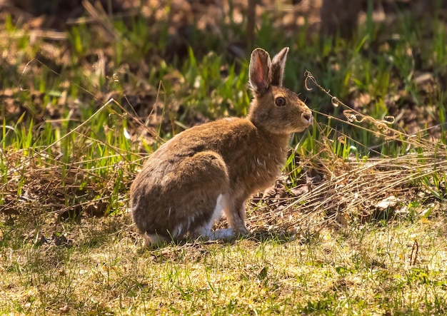 Foto nahaufnahme von einem kaninchen auf dem feld