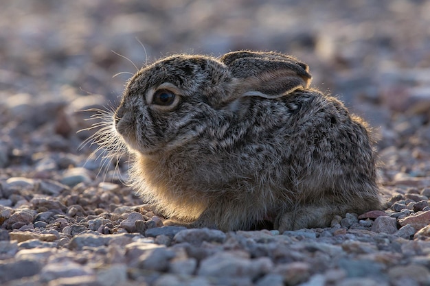 Foto nahaufnahme von einem kaninchen, das auf dem feld sitzt