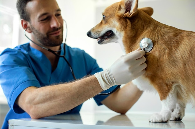 Nahaufnahme von einem niedlichen Pembroke Welsh Corgi bei einer Tierarztuntersuchung mit einem jungen Tierarzt, der