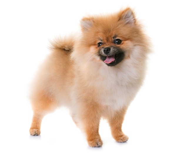 Nahaufnahme von einem Pomeranian, der die Zunge über einem weißen Hintergrund herausstreckt