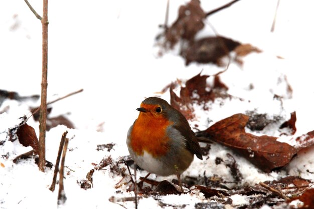 Foto nahaufnahme von einem rotkehlchen, das auf dem schnee sitzt