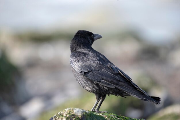 Foto nahaufnahme von einem sitzenden vogel