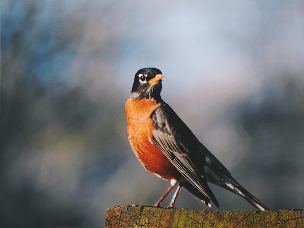 Nahaufnahme von einem sitzenden Vogel