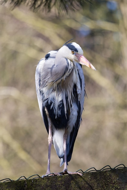 Foto nahaufnahme von einem sitzenden vogel