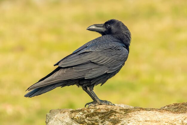 Foto nahaufnahme von einem sitzenden vogel