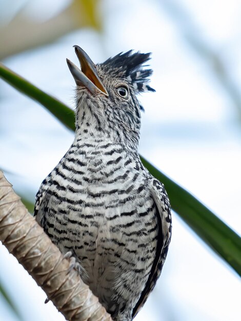 Foto nahaufnahme von einem sitzenden vogel