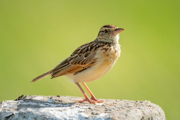 Foto nahaufnahme von einem sitzenden vogel