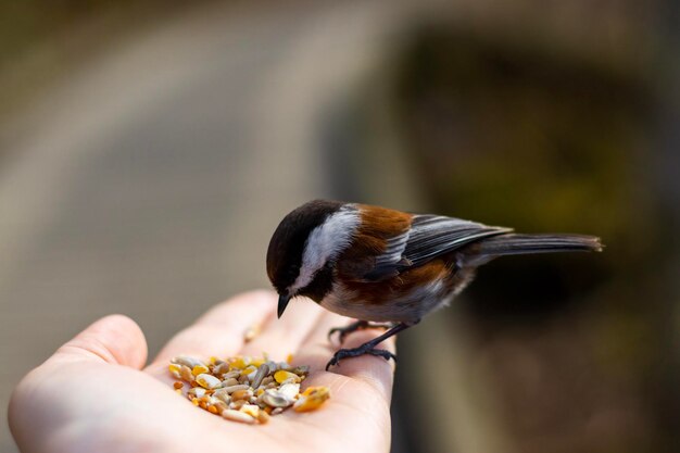 Foto nahaufnahme von einem vogel, der einen vogel frisst