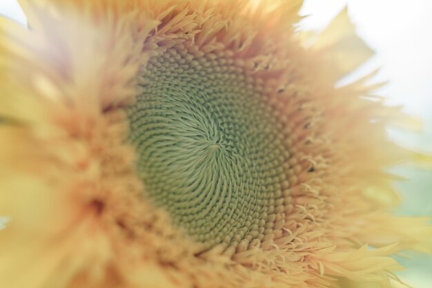 Nahaufnahme von einer schönen jungen gelben Sonnenblume auf einem Hintergrund aus grünen Blättern Natur Backgr