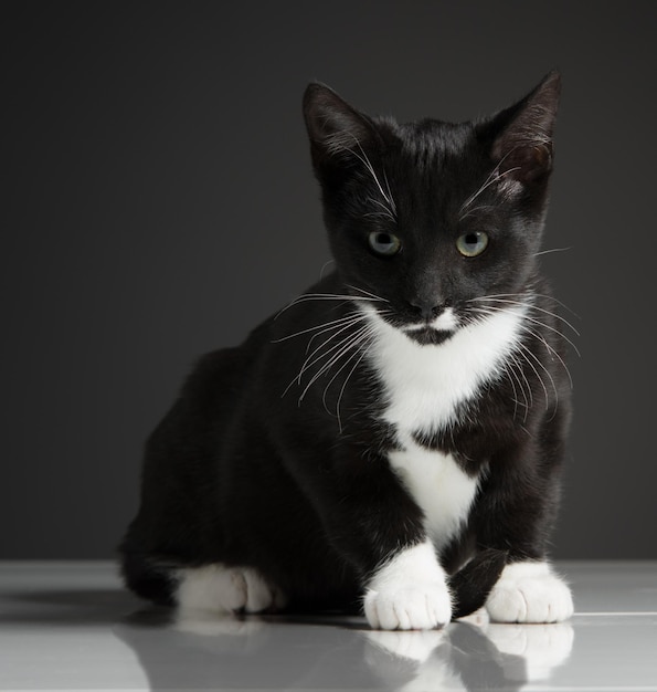 Nahaufnahme von einer sitzenden schwarzen Katze