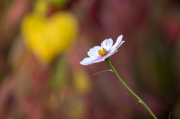 Nahaufnahme von einer zarten schönen einfachen hellrosa Blume beleuchtete durch Sonne